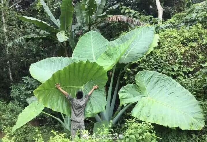 神奇的象耳芋 绿野春天悦生活 微信公众号文章阅读 Wemp