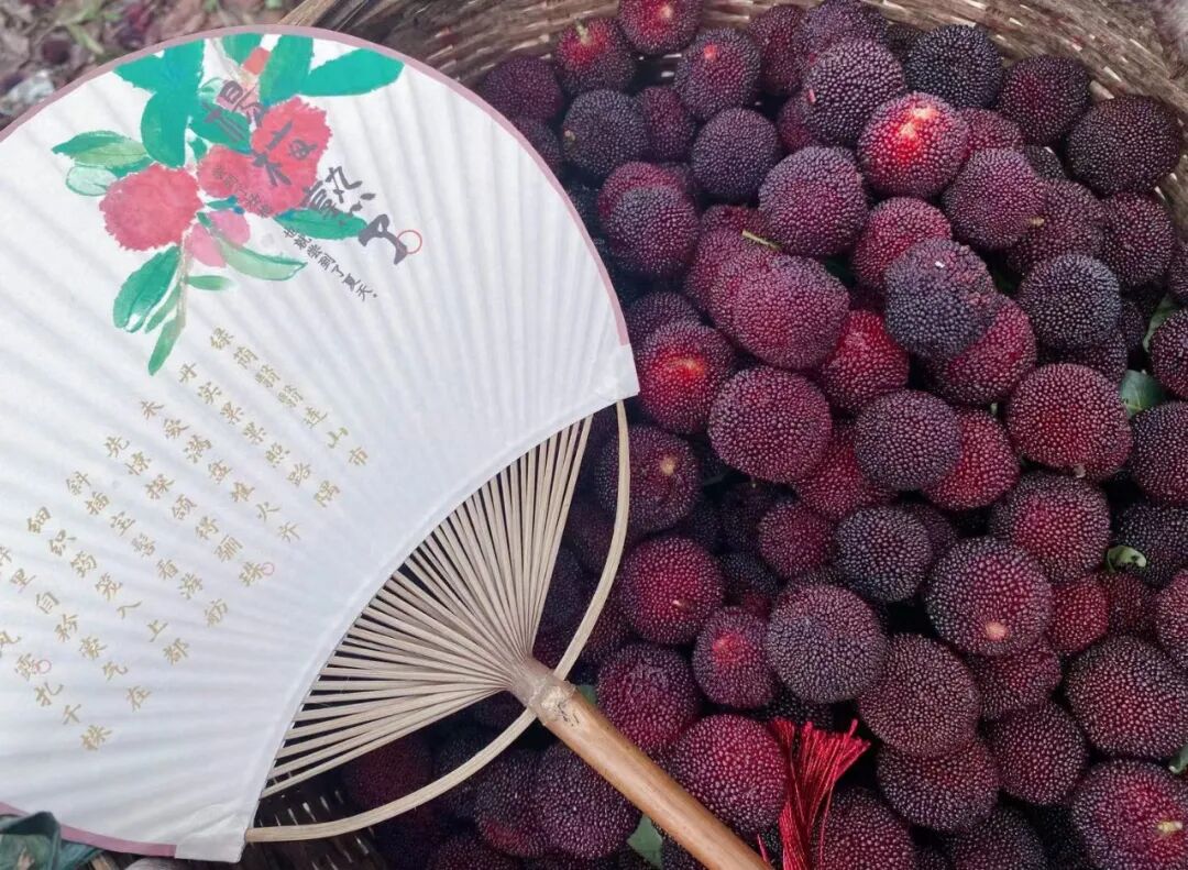 第二届阿拉慈溪文旅节暨2021慈溪杨梅节正式启幕