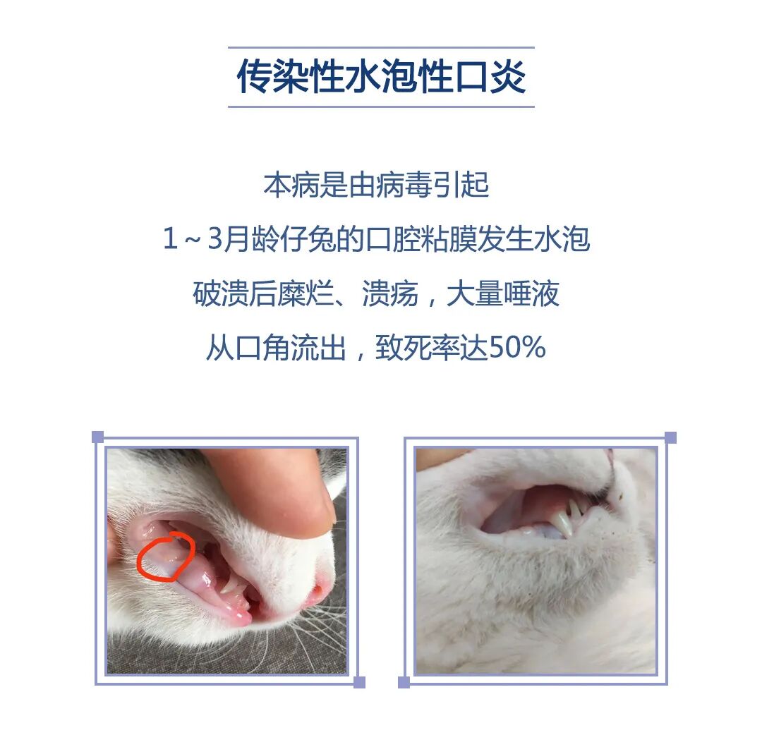 防控关注致死率达50的家兔传染性水泡性口炎