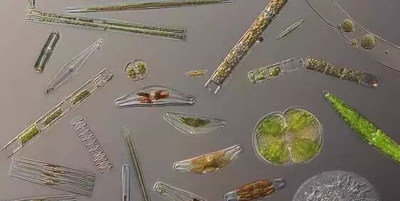 最好的天然饵料 硅藻的定向培养知识 渔家傲水产管家 微信公众号文章阅读 Wemp