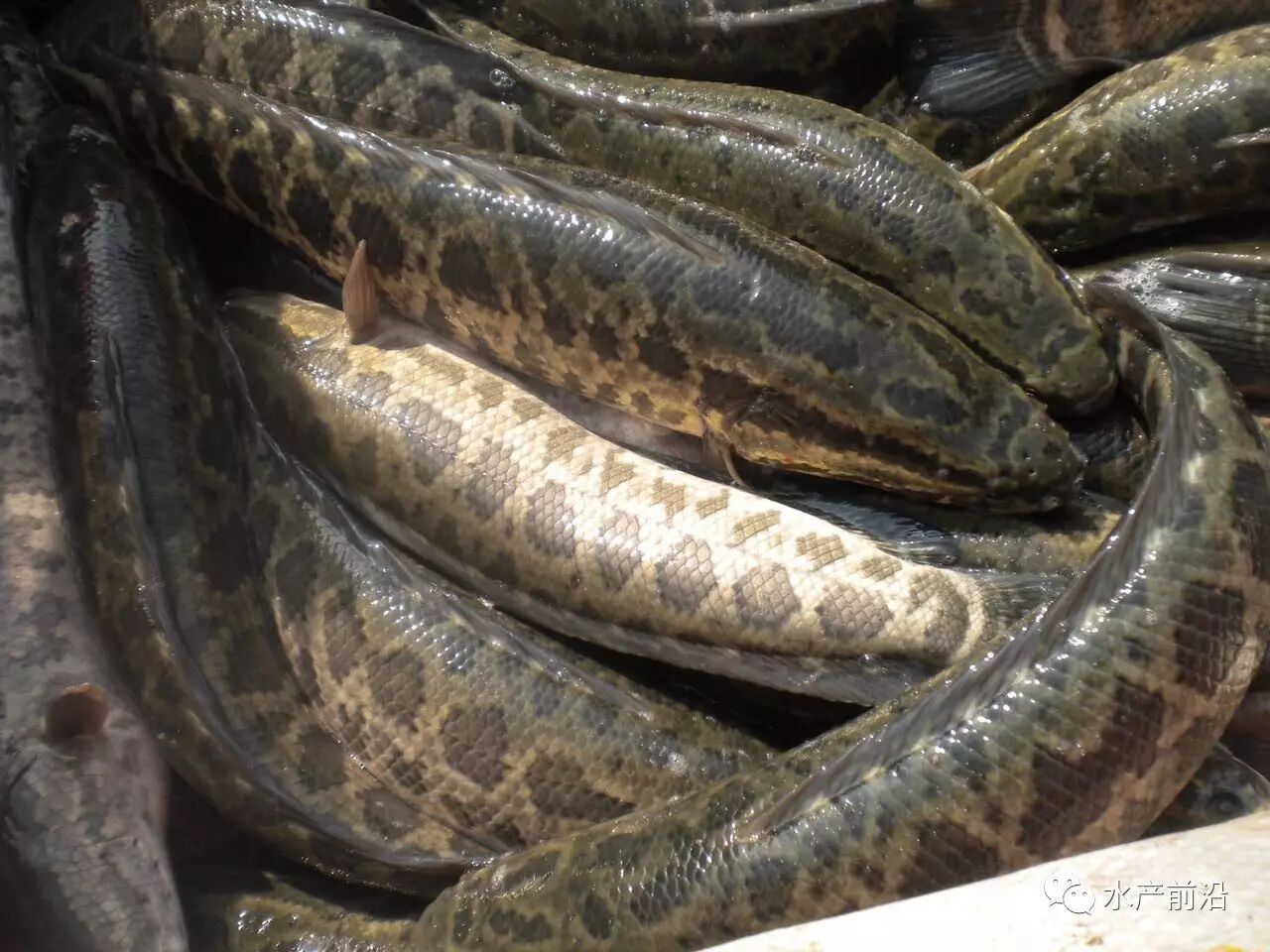 %养殖户亏本或不赚钱,巨亏2亿元后引发了行业大改变,北海水产研究联盟