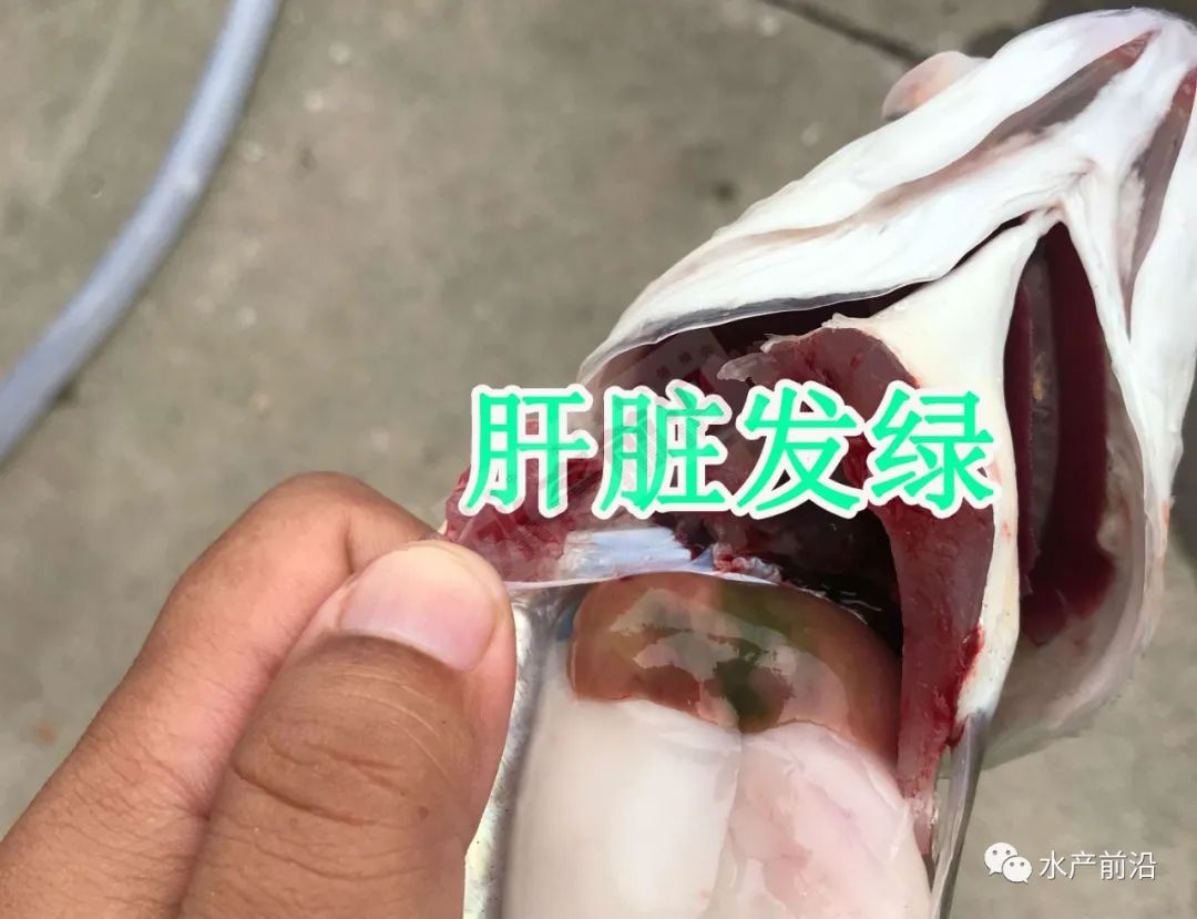 护肤经验分享心得_买鱼经验心得_师傅带徒弟心得和经验