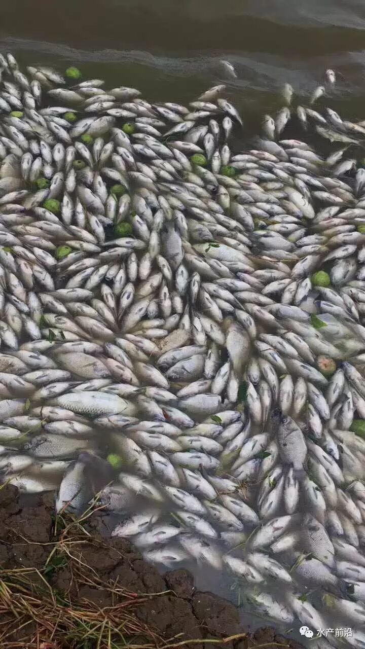 抢收!台风后珠海鱼塘缺氧翻塘全面告急,海大,杰大,粤海等企业紧急救援