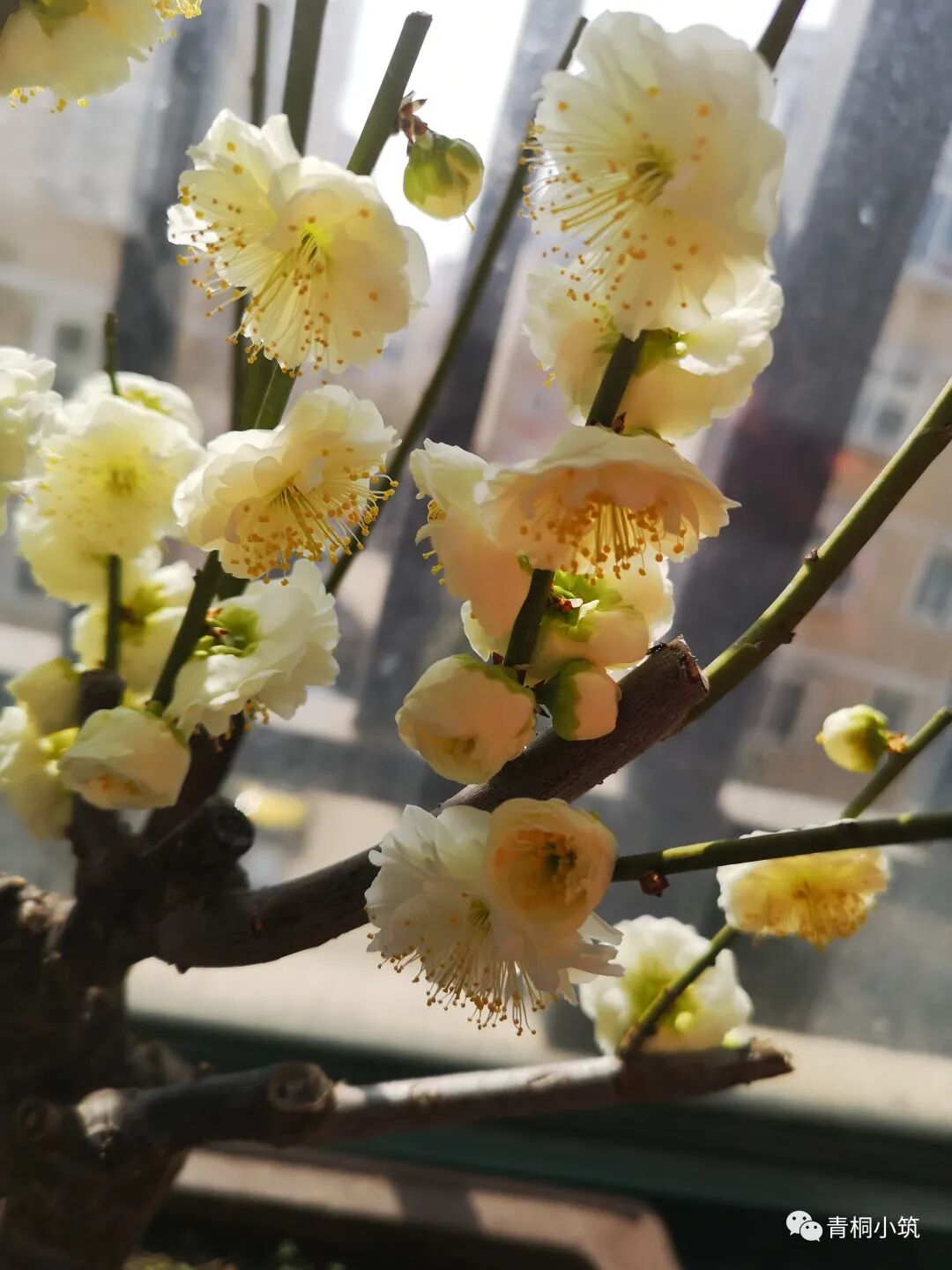 人间有苦 青桐小筑 微信公众号文章阅读 Wemp