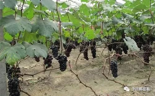 在农村种植葡萄，老农说做到“四肥六水”就能