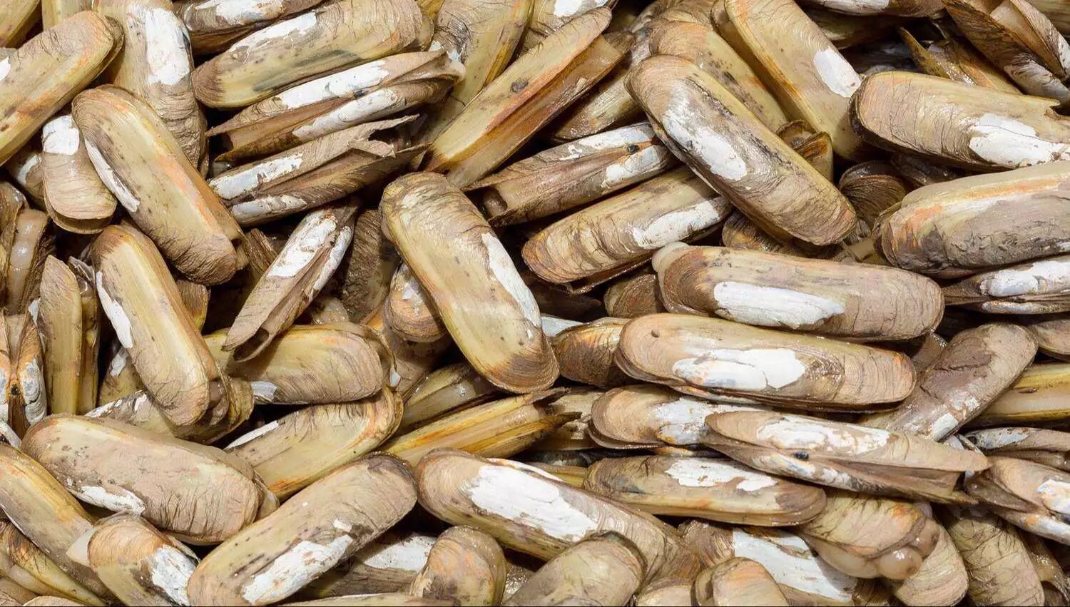 美食还在纠结买不买8plus东戴河的蛏子plus都泛滥啦