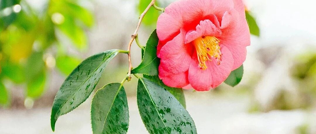 教你考试写景作文怎么写？