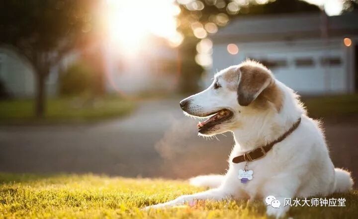 告诉你什么样的房屋不能养狗