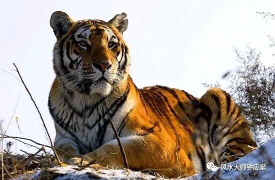 哪些虎不能“带”回家？