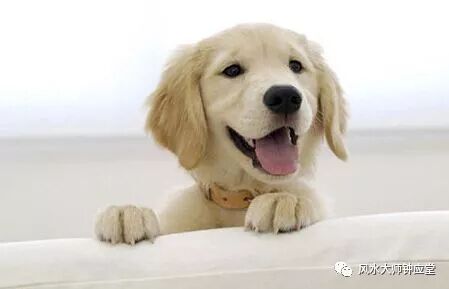 饲养宠物要注意风水禁忌，否则病灾缠身