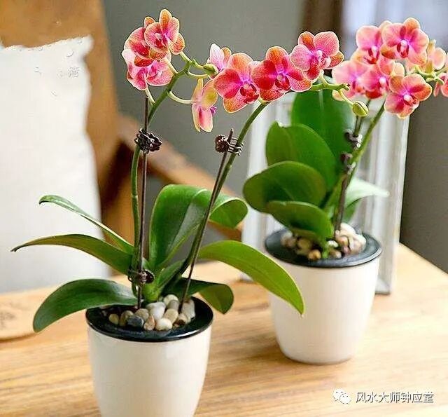 风水盆景用人造花卉好吗？