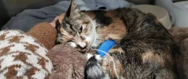 风声丨哈尔滨三只宠物猫新冠阳性 安乐死是否是唯一选择？