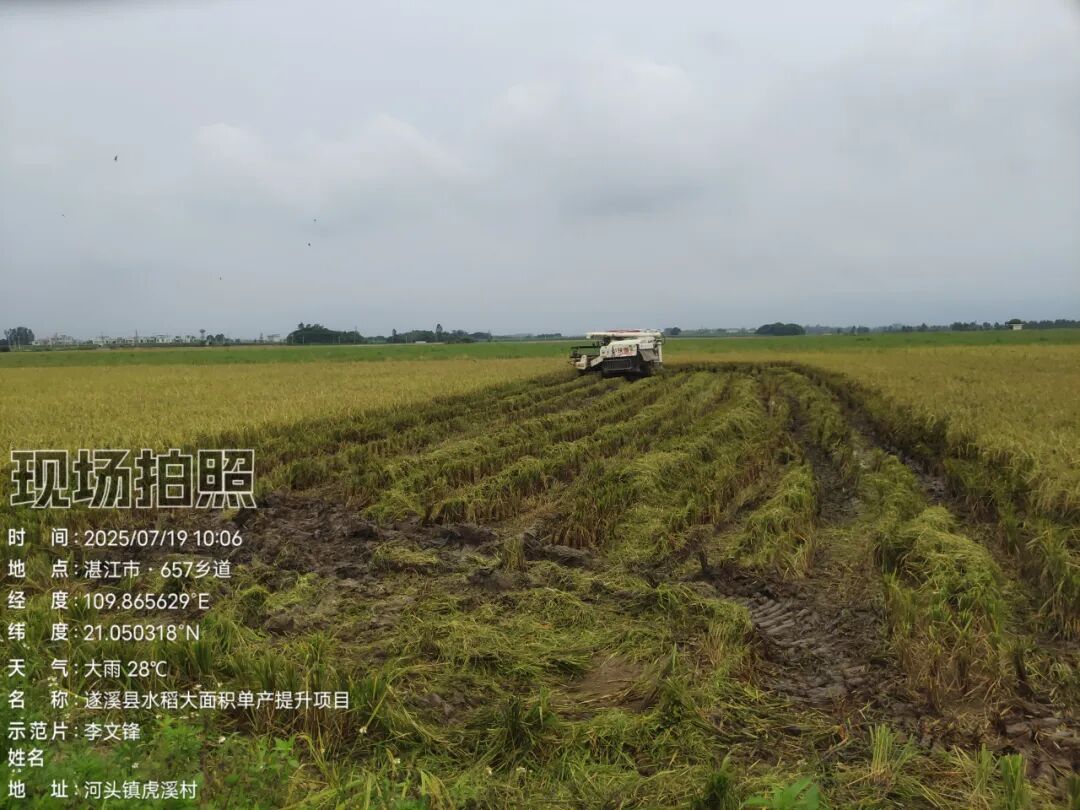 遂溪县抢收水稻。