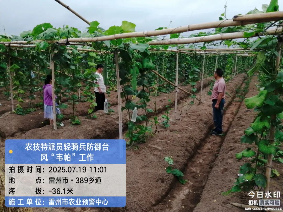 雷州市农技特派员指导种植户做好蔬菜大棚防台风工作。