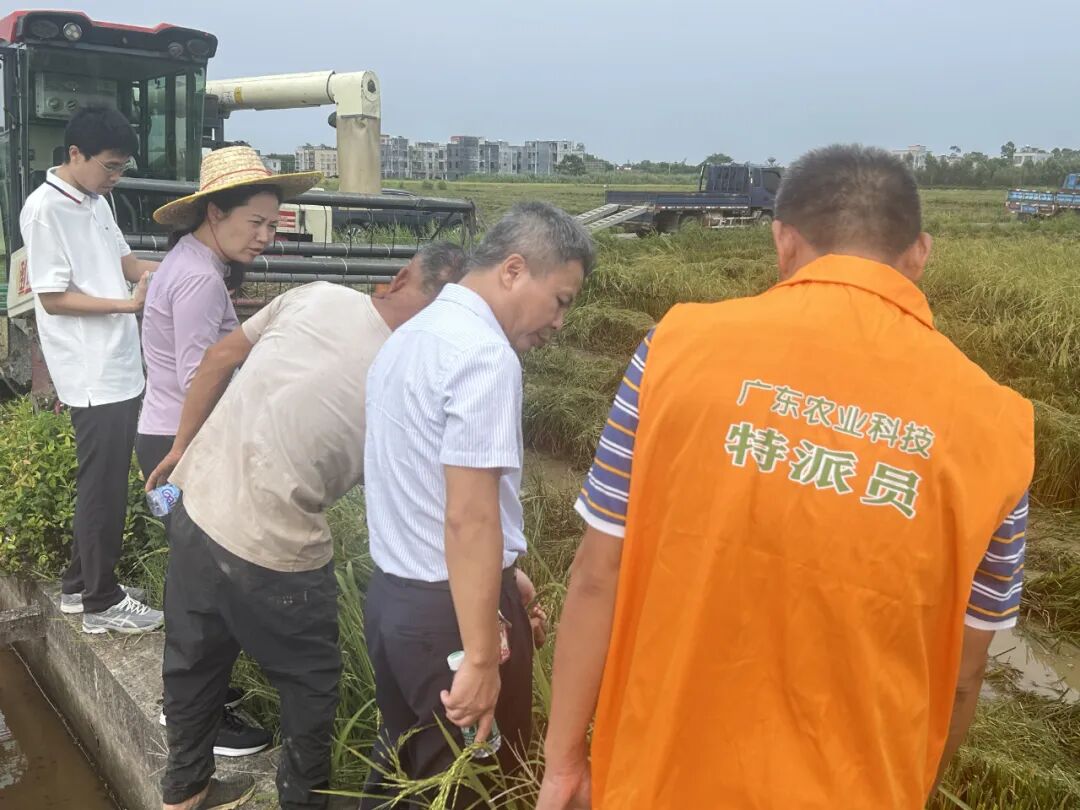 湛江市农业农村局副局长朱逢莉到廉江市安铺镇指导早稻收尾抢收。