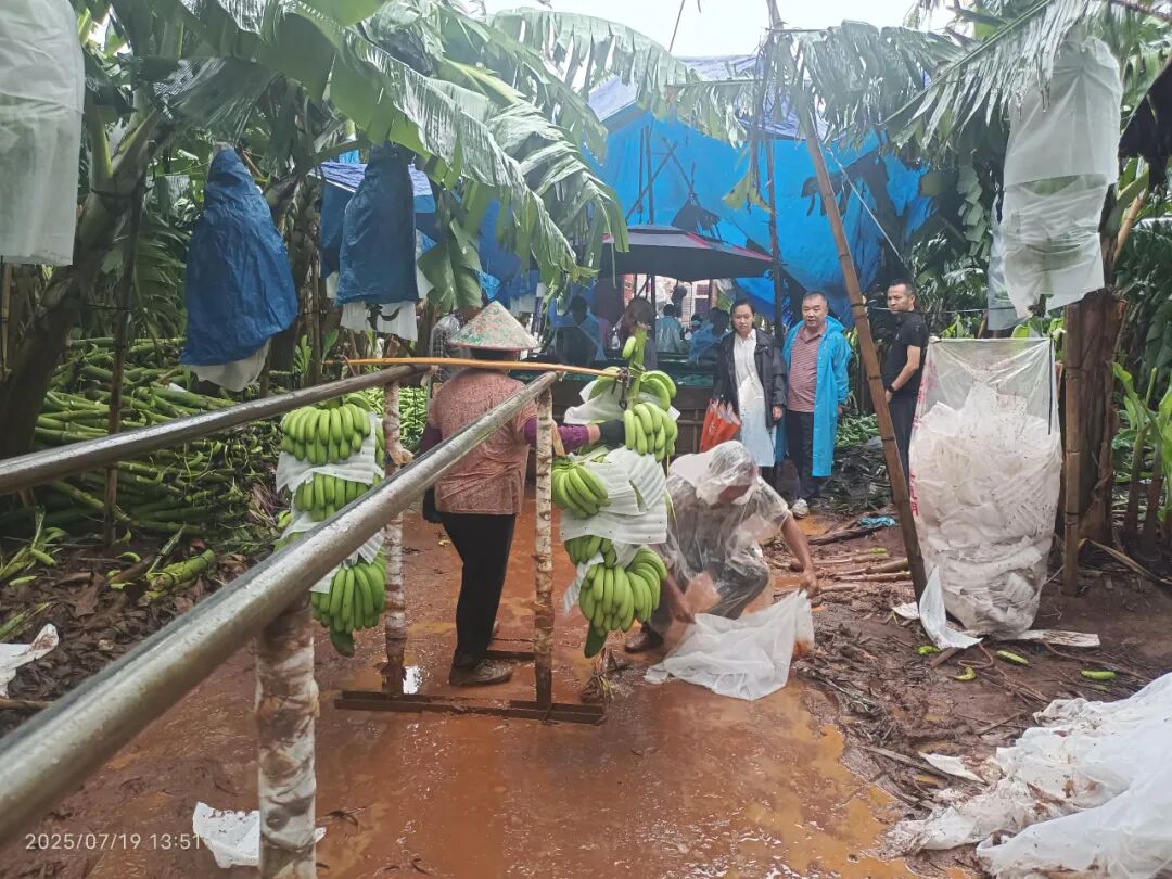 徐闻县农业农村局指导种植户抢收香蕉。