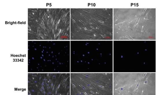 什么样的干细胞才是高质量干细胞?一文告诉你关于干细胞质检的真相 图片