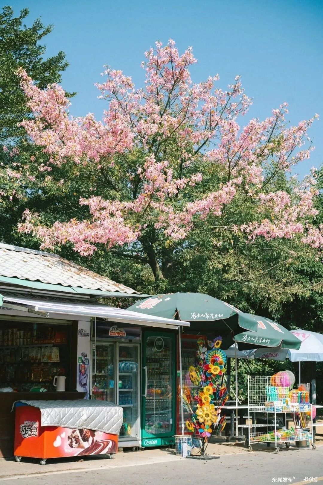 摄影：叶瑞和、王晓彤/影像莞