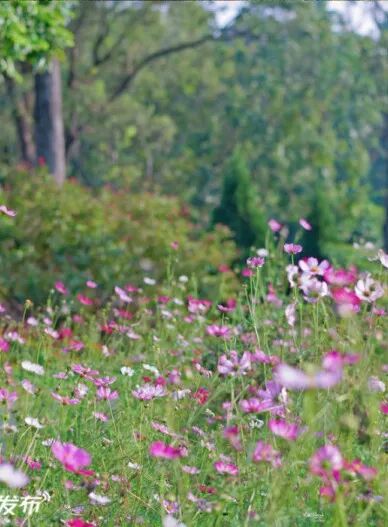 东莞植物园。摄影：阿琪