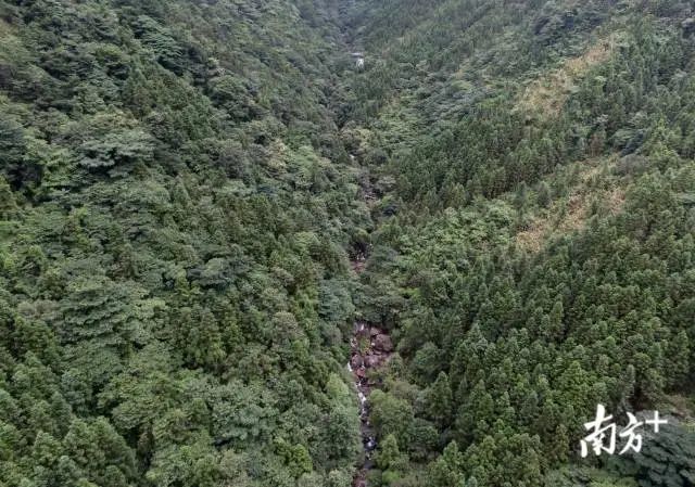 在生态系统完备的大鲵保护区内,万坑河自高山而下。