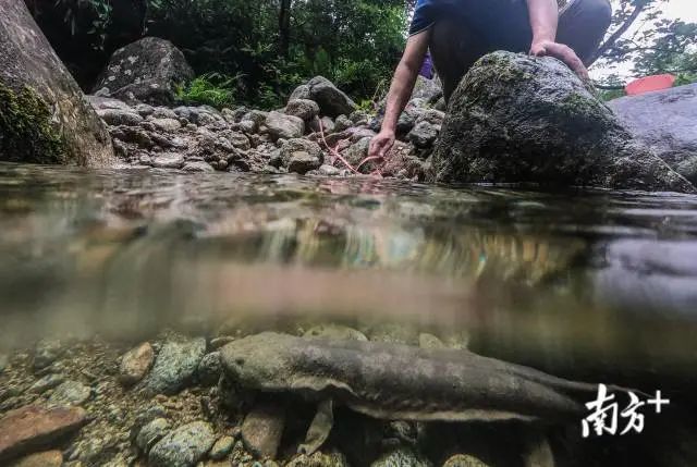 保护区科研监测负责人黄畅生将检查完毕的娃娃鱼放回万坑河内,诱捕是保护区工作人员对娃娃鱼监测的一种方法。