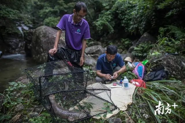 诱捕是保护区工作人员对娃娃鱼监测的一种方法。黄畅生(右)和李家建对一条诱捕上来的娃娃鱼进行检查。