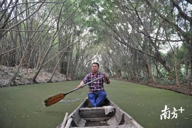 为了保护鹭鸟不受外界的干扰,冼铨辉专门挖建了一条护林河。