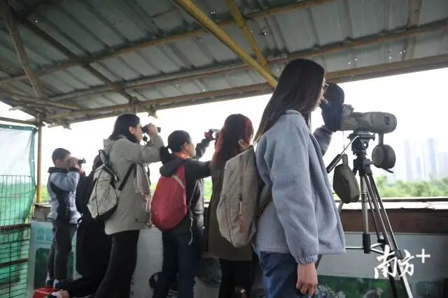 市民们在观鸟台观察鹭鸟。鹭园已经成为顺德的一张绿色名片,吸引越来越多人前来观鸟。