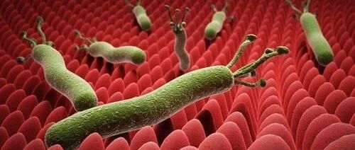 滚蛋吧，讨厌的幽门螺杆菌！——她一年杀菌三次，终告成功！