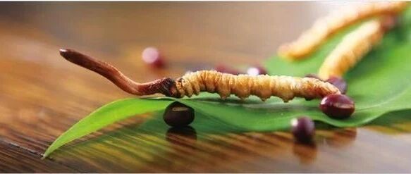 被推上神坛的冬虫夏草到底有没有抗癌效果？