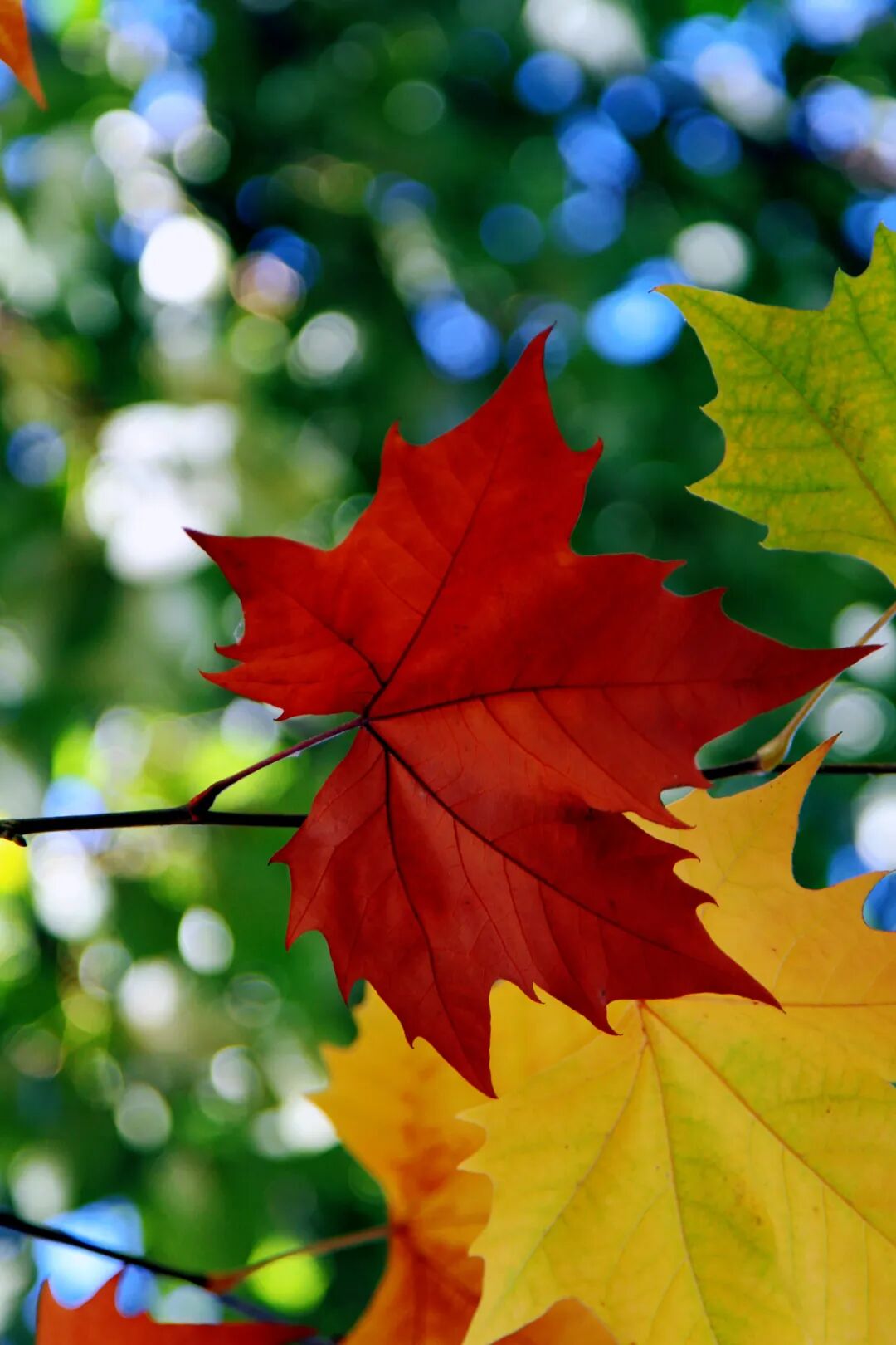 站在秋天的末尾,看枫叶层林尽染