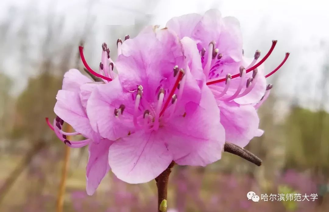 花遊記|花開半畝，春意正濃 戲劇 第5張