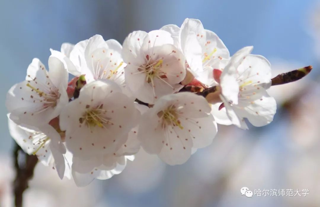 花遊記|花開半畝，春意正濃 戲劇 第10張