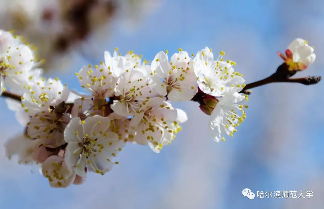 花遊記|花開半畝，春意正濃 戲劇 第3張