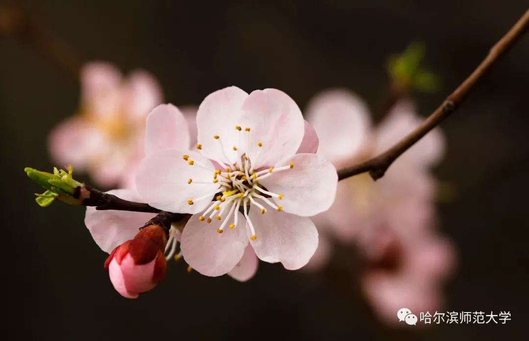 花遊記|花開半畝，春意正濃 戲劇 第9張