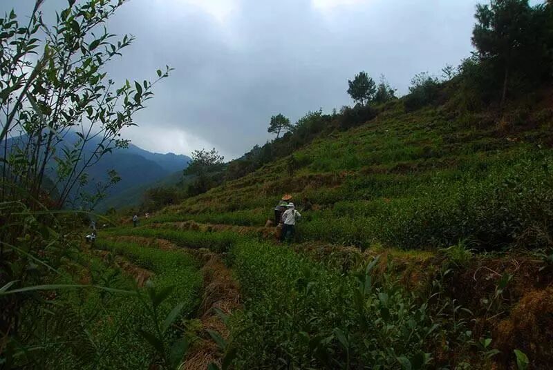教你如何快速、准确地辨别传统工艺铁观音