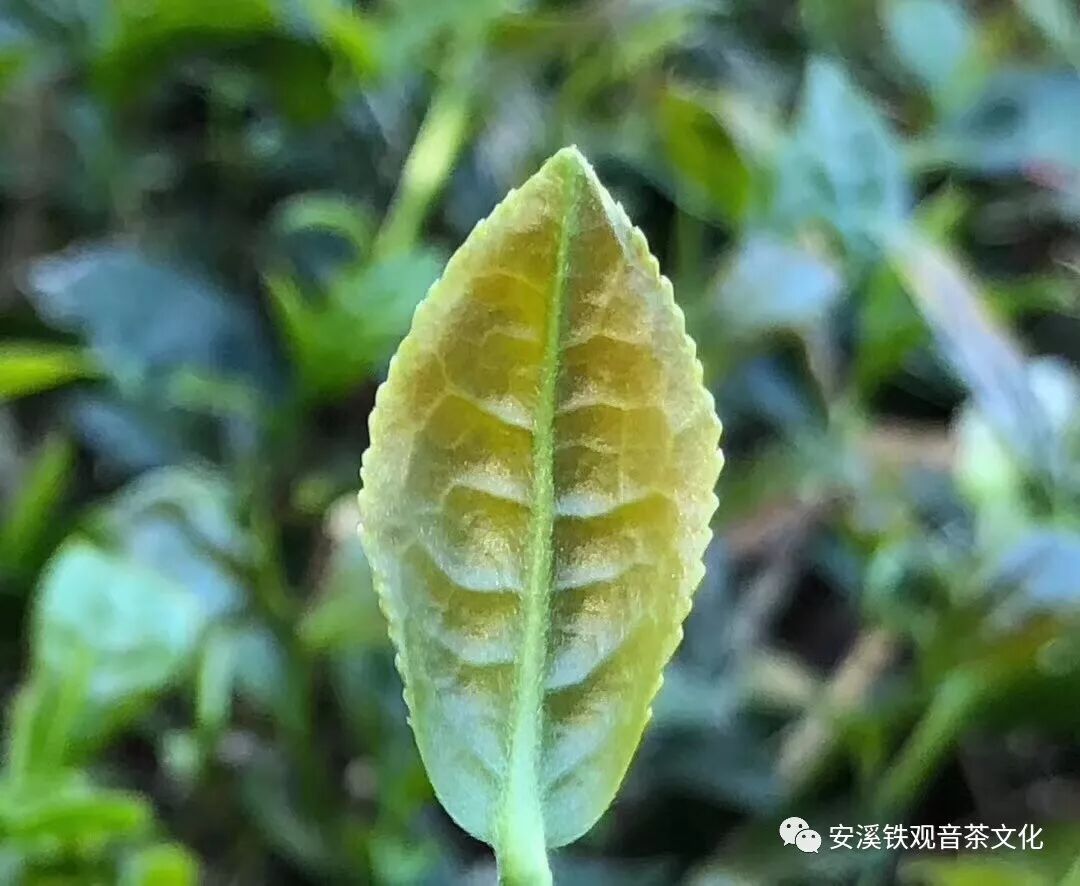 铁观音的“美、洁、妙、情”