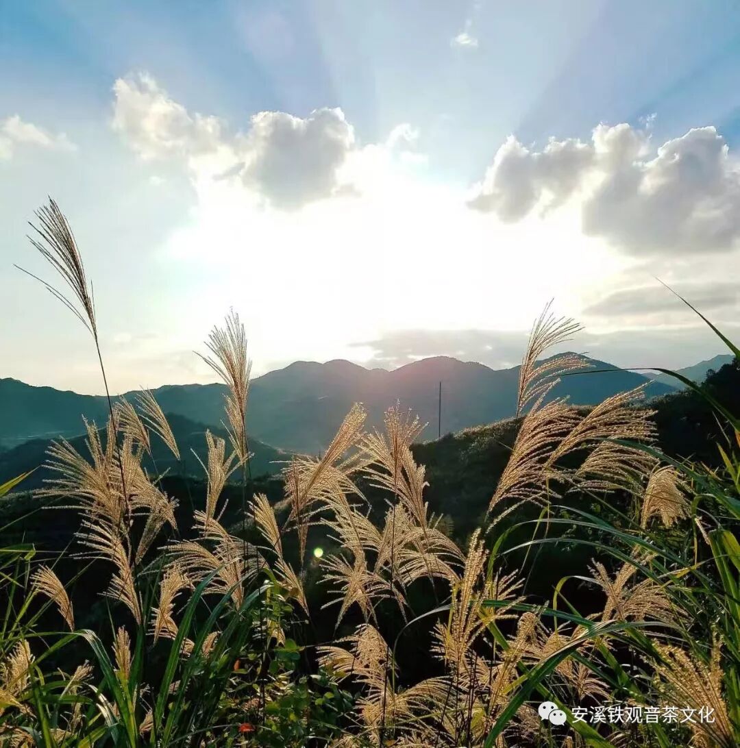 南方终于入冬了，记得冬天养生喝热茶暖身