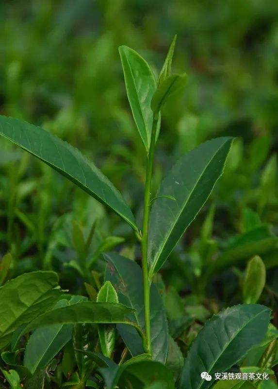 安溪茶叶四大色种  第4张