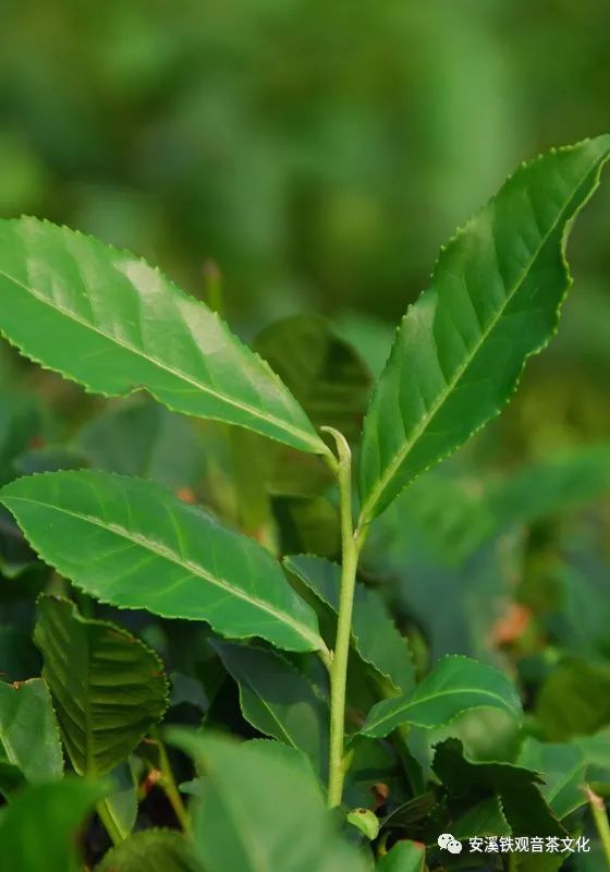 安溪茶叶四大色种  第3张