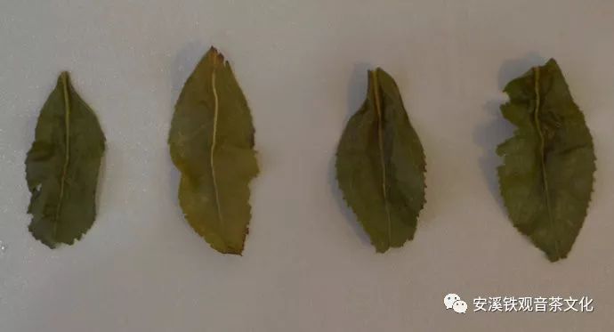 安溪茶叶四大色种  第2张