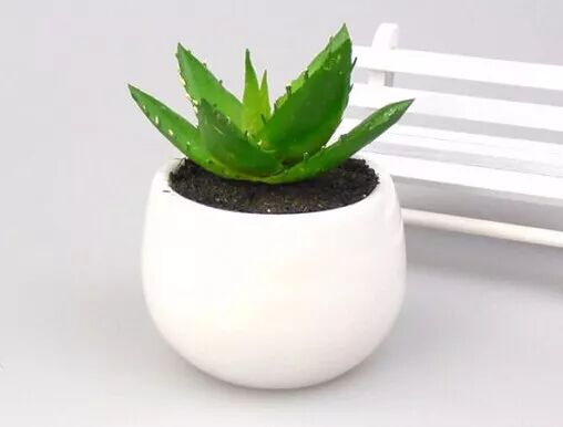 植物趣话 三十一 芦荟 绍兴科普 微信公众号文章阅读 Wemp