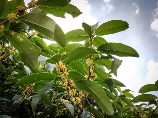 怎能缺了桂花的清香呢~這個假期,嘉定的小夥伴們是時候換個口味了!