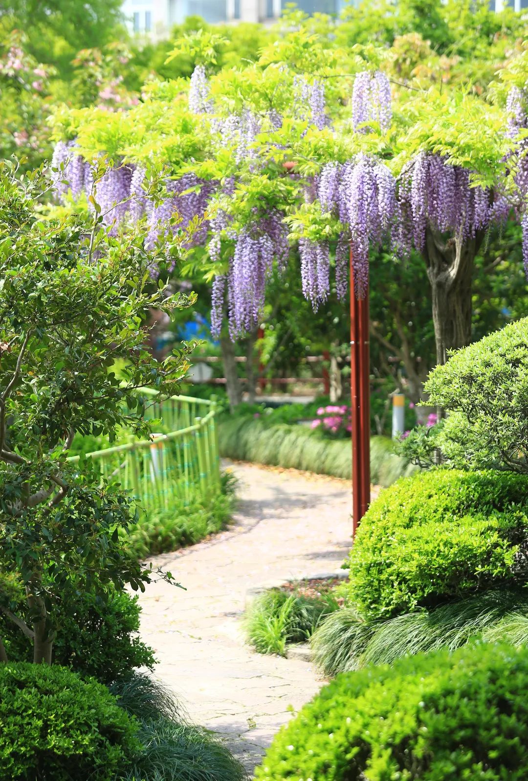 上海紫藤公园预约图片