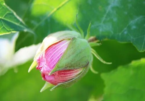 古典诗词里的木槿花 有八种象征意义 看后受益 济南新闻