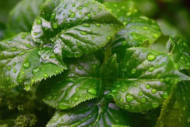 穀雨| 雨生百穀,告別春天最後一個節氣 _ 說說 - 多樂貓_duolemao.com