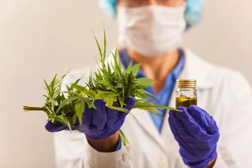 探索澳洲大麻行业，领略行业资本动态——澳洲大麻行业报告 - 1