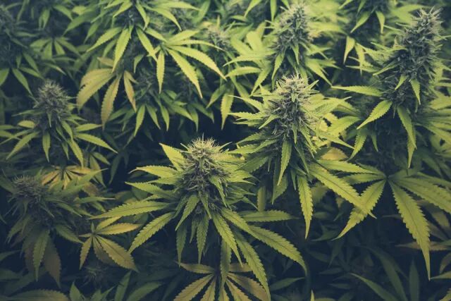 每日澳财 | 澳联储连续21个月按兵不动，维持1.5%的利率不变 - 13