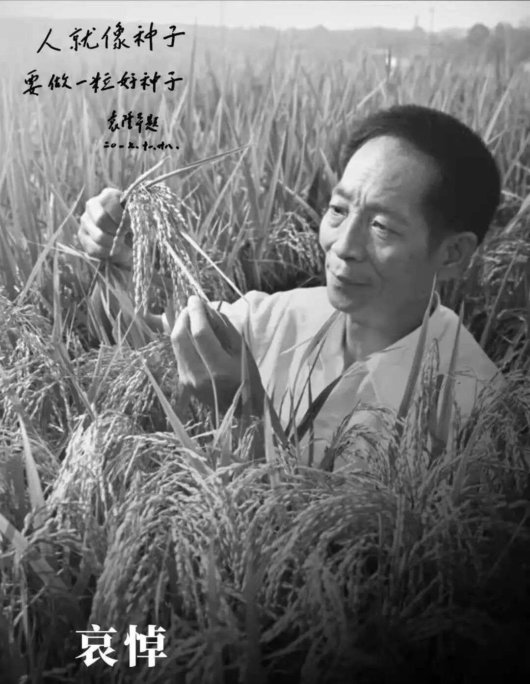 饥荒暗影之心 张彬彬｜明亮的精神——致敬我们的“麦田守望者”袁隆平