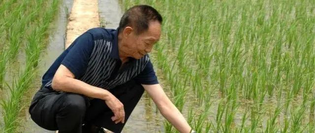 自由散漫的“90后”袁隆平，当初一意孤行立志学农